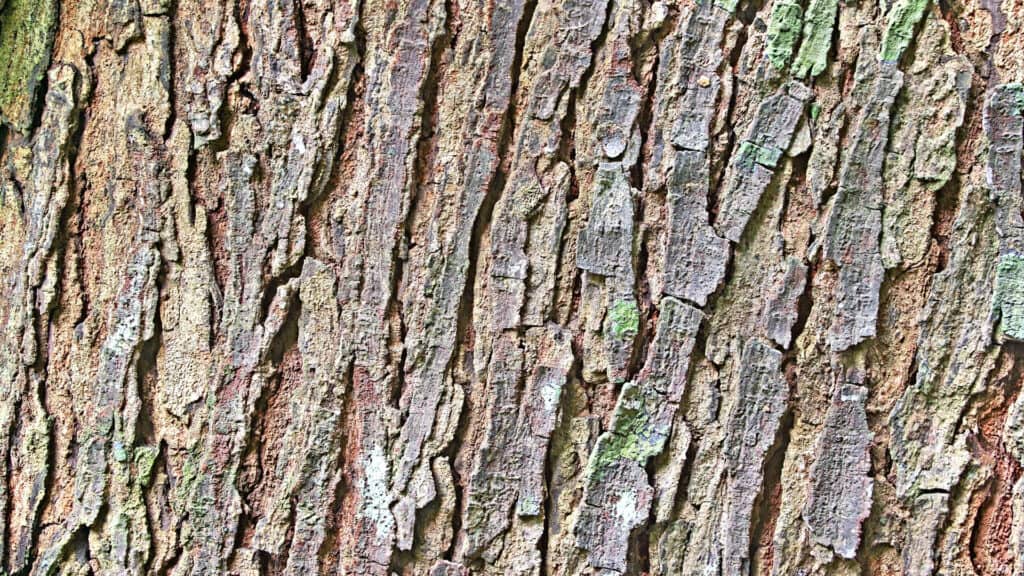 mahoganey tree wood